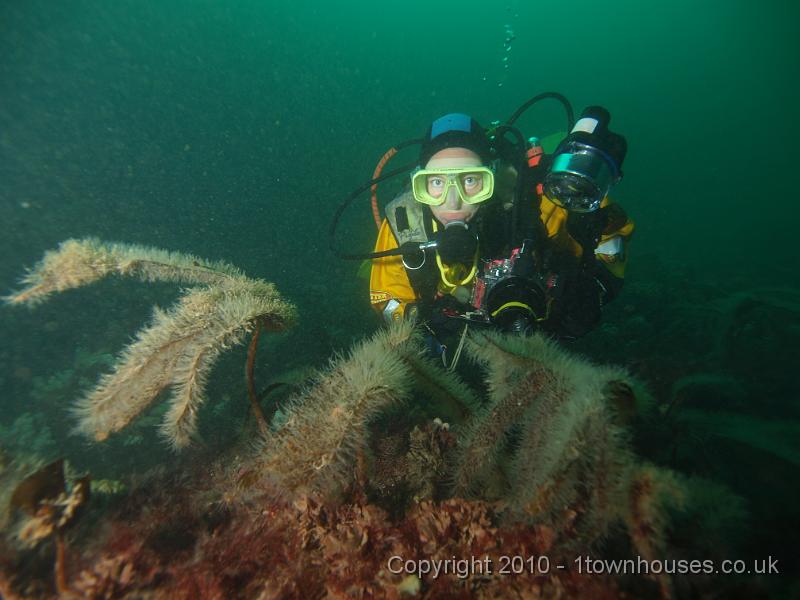 PS262702.jpg - Up in the Kelp - Laminaria hyperborea - as it's late in the season, the leaf blades are completely covered in the hydroid Obelia geniculata - Kelp fir.