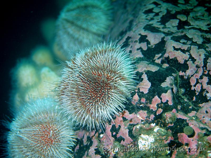 P9264624.JPG - Edible urchins - Echinus esculentus - keep the rocks clean of pesky animals and plants, apart from Pink encrusting algae