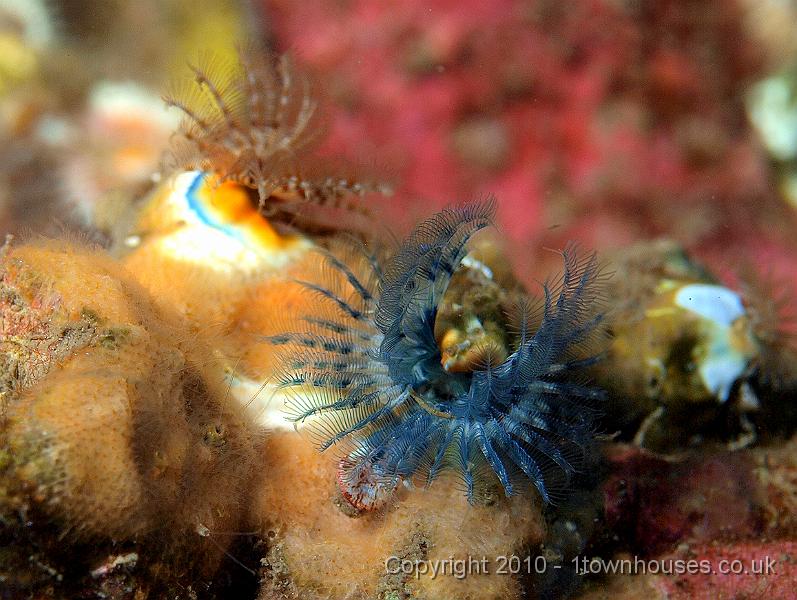 P9264660.jpg - Keelworm - Trisopterus spp