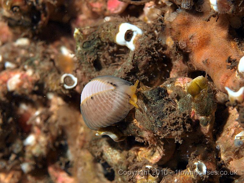 P9264662.jpg - Arctic cowrie - Trivia arctica - no spots on the white shell