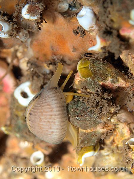 P9264664.jpg - Arctic cowrie - Trivia arctica