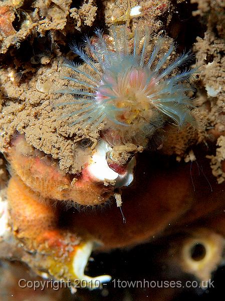 P9264666.jpg - Keelworm - Trisopterus spp