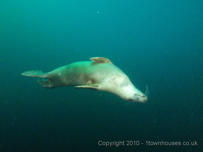 PS262580.jpg - Common seal - Phoca vitulina
