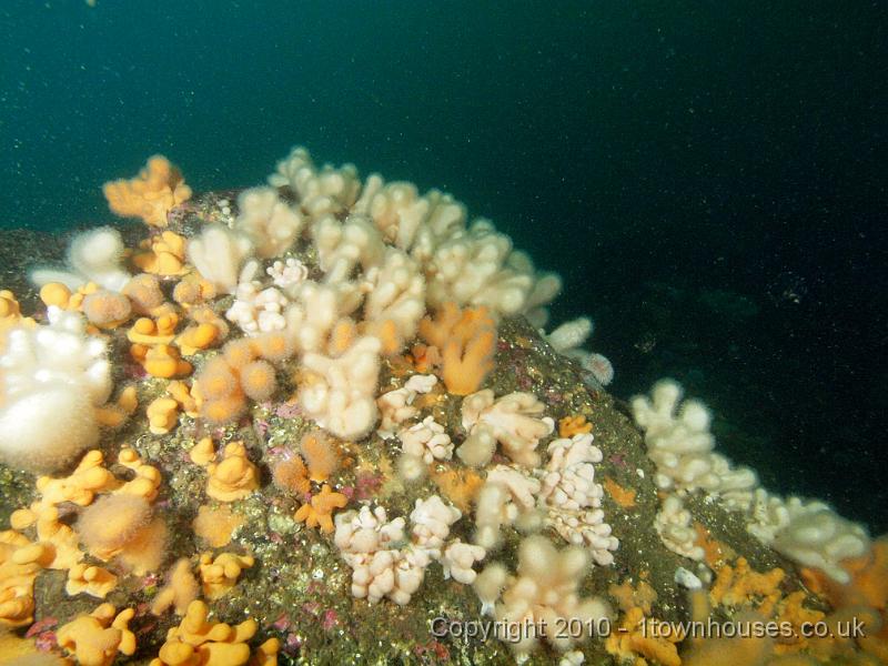 PS262599.jpg - Dead mens fingers - Alcyonium digitatum - some in, some out