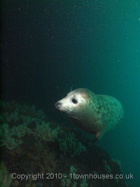 PS262603.jpg - Common seal - Phoca vitulina