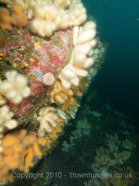PS262605.jpg - More Dead mens fingers - Alcyonium digitatum - with an edible urchin - Echinus esculentus - in its own clearing