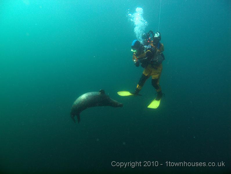 PS262671.jpg - Common seal - Phoca vitulina and Dawn