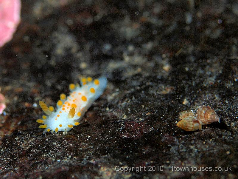 P9274895.jpg - Orange clubbed seaslug - Limacia clavigera - and some tiny snails