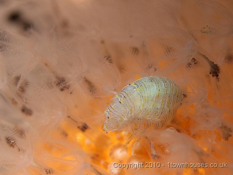 P9274908.jpg - Unknown but rather attractive amphipod hiding its face in a dead mans finger - Alcyonium digitatum