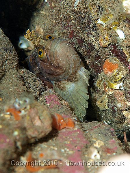 P9274913.jpg - Yarrells blenny - Chirolophius ascanii