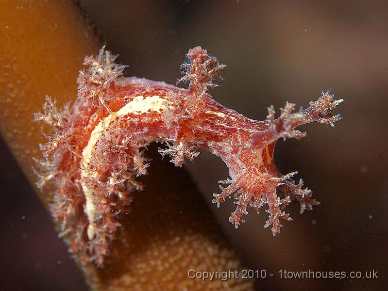 P9274939.jpg - Christmas tree slug - Dendronotus frondosus
