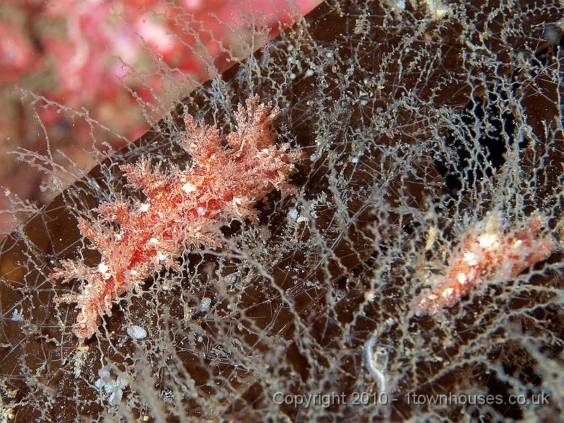 P9274954.jpg - Christmas tree slug - Dendronotus frondosus