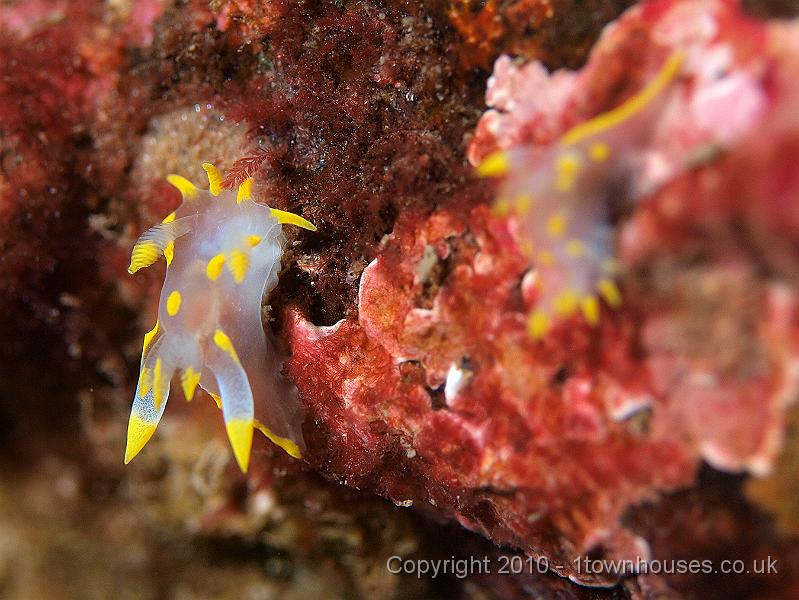 P9274956.jpg - Polycera quadrilineata - a sea slug