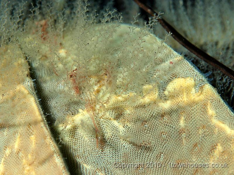 P9274964.jpg - Kelp blade covered in a mix of hydroids Kelp fir - Obelia geniculata) and bryozoans - Membranipora membranacea