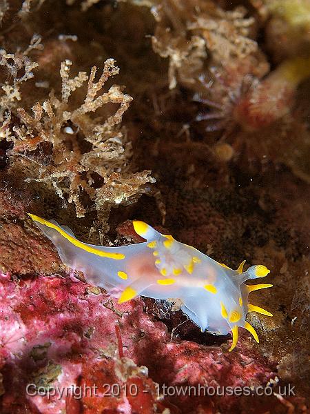 P9274966.jpg - Polycera quadrilineata - a sea slug