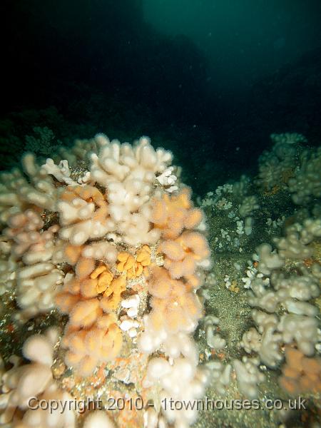 PS272920.jpg - Lots of feeding Dead mens fingers - Alcyonium digitatum
