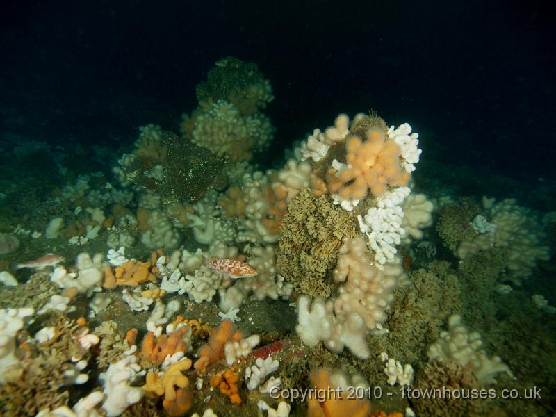 PS272934.jpg - Dead mens fingers - Alcyonium digitatum - Hornwrack - Flustra foliacea - and a Corkwing wrasse - Crenilarus melops