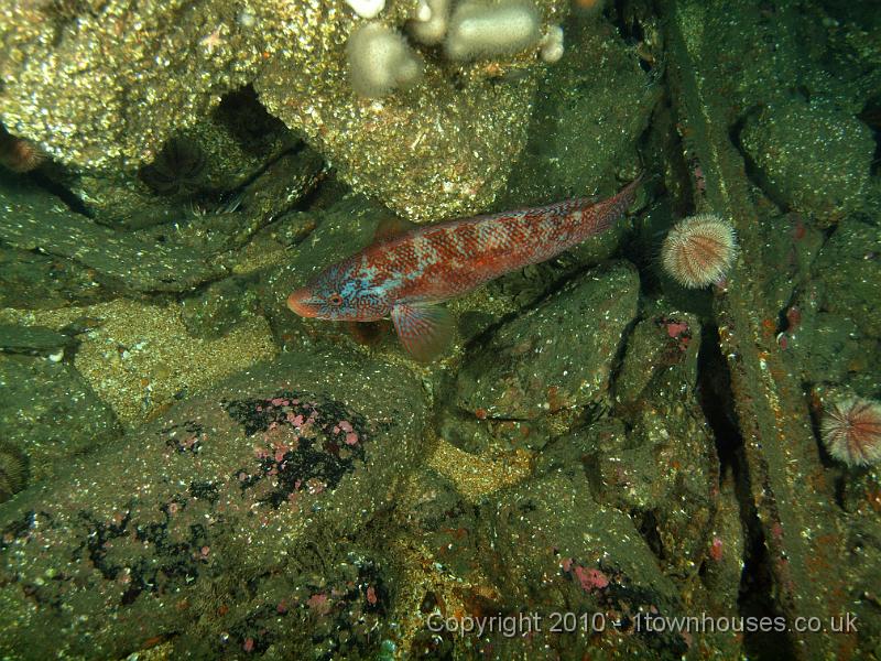 PS272937.jpg - Ballan wrasse - Labrus bergylta