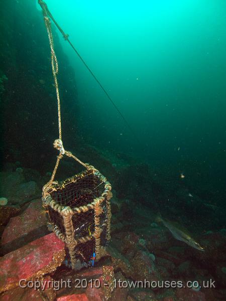 PS283239.jpg - Pollack - Pollachius pollachius - with lobster pot.