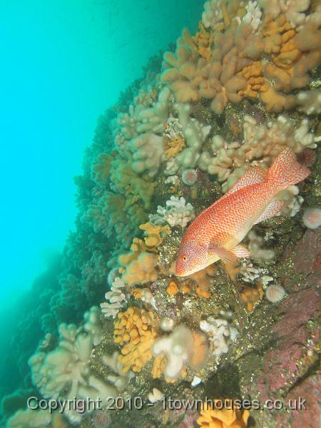 PS283296.jpg - Ballan wrasse - Labrus bergylta - with Dead mens fingers - Alcyonium digitatum