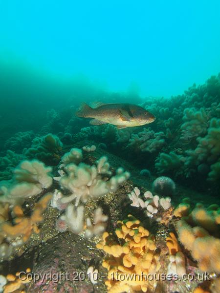 PS283298.jpg - Ballan wrasse - Labrus bergylta - with Dead mens fingers - Alcyonium digitatum