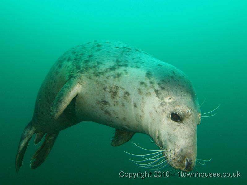 PS283349.jpg - Common seal - Phoca vitulina