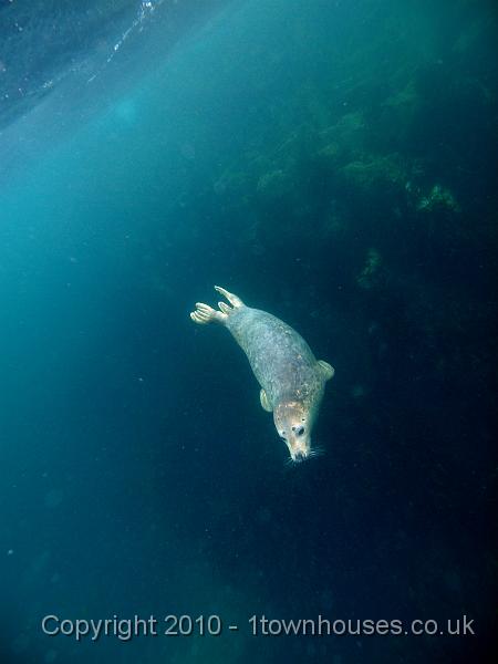 PS283372.jpg - Common seal - Phoca vitulina