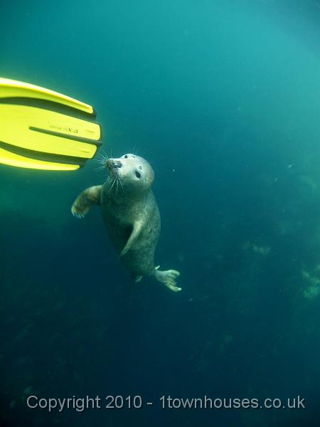 PS283374.jpg - Common seal - Phoca vitulina