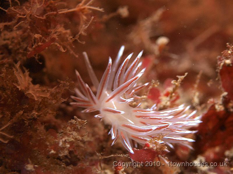 P9285000.JPG - Coryphella lineata - a nudibranch