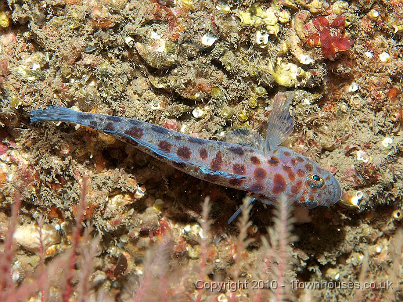 P9285003.JPG - Leopard goby - Thorogobius ephippiatus