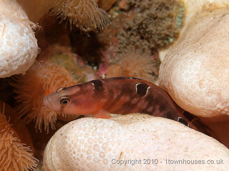 P9285019.JPG - Butterfish - Pholis gunnellus