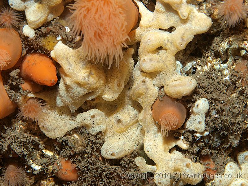 P9285029.JPG - The colonial seasquirt Didemnum maculosumwith Plumose anemones - Metridium senile