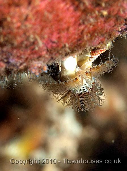 P9285047.JPG - Keelworm - Pomatoceros spp