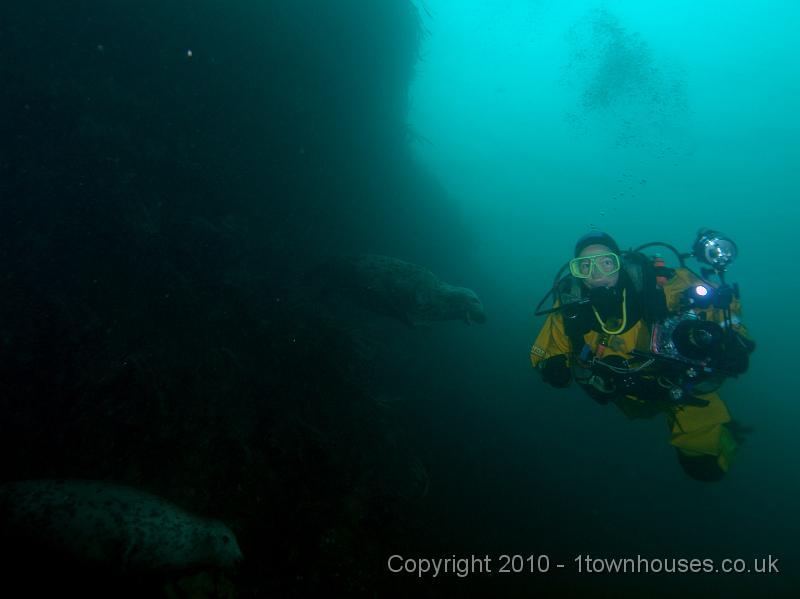 PS283013.jpg - Common seal - Phoca vitulina - sneaking up on Dawn
