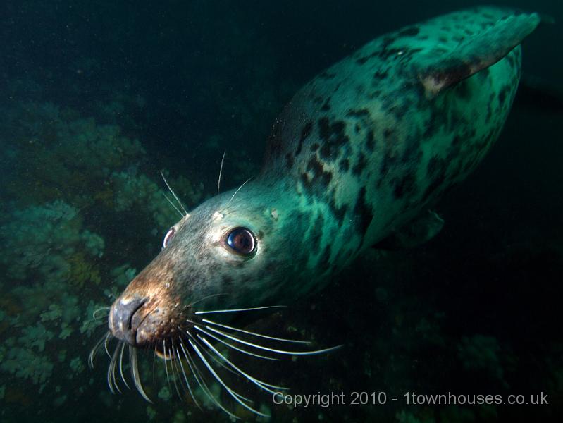 PS283019.jpg - Common seal - Phoca vitulina