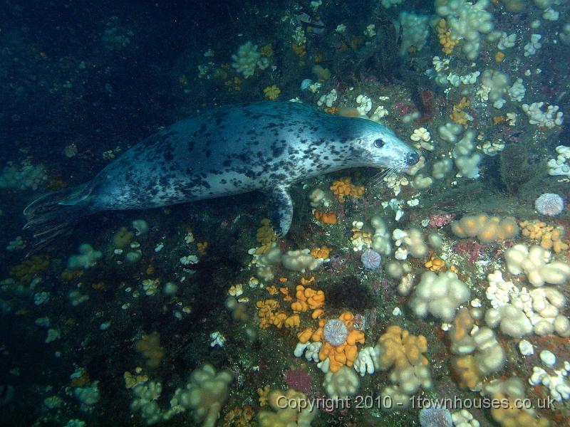 PS283022.jpg - Common seal - Phoca vitulina