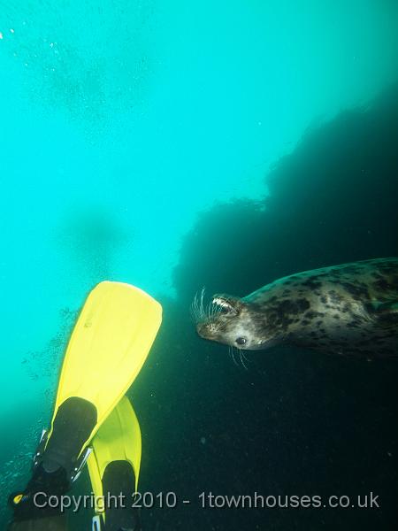 PS283035.jpg - Common seal - Phoca vitulina