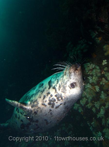 PS283041.jpg - Common seal - Phoca vitulina