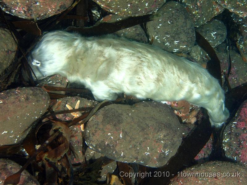 PS283065.jpg - Aborted baby Common seal - Phoca vitulina