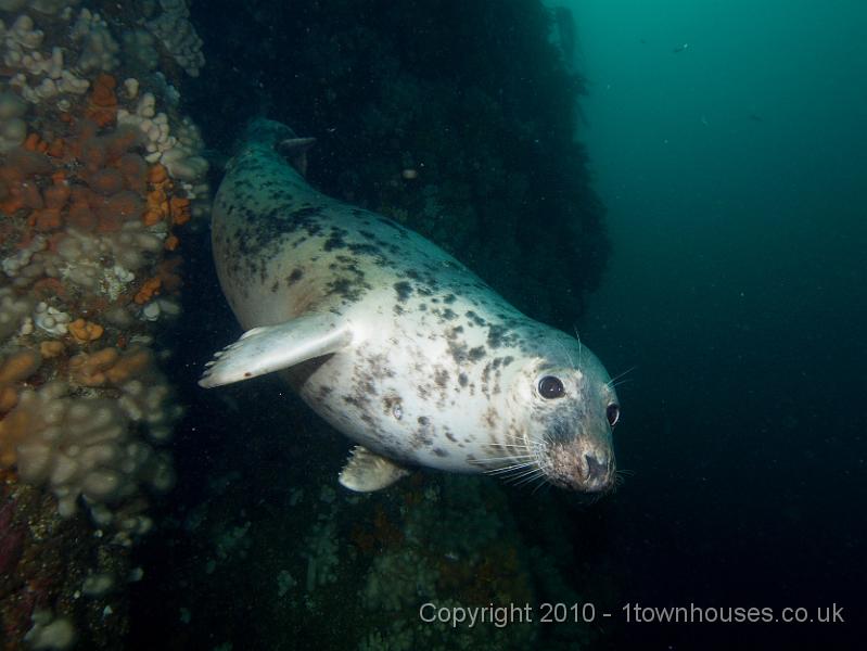 PS283074.jpg - Common seal - Phoca vitulina