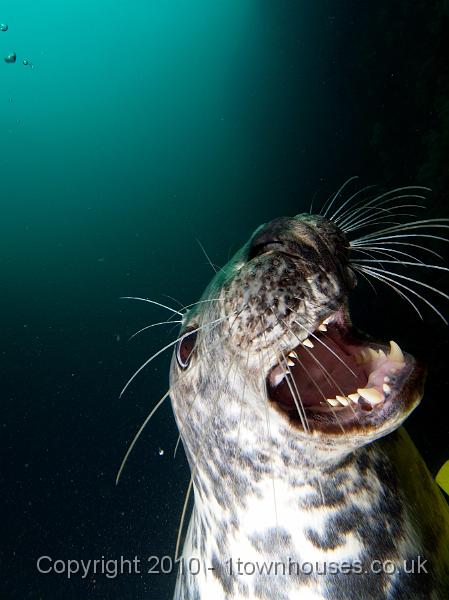 PS283122.jpg - Common seal - Phoca vitulina - Argh!