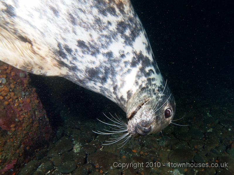 PS283129.jpg - Common seal - Phoca vitulina