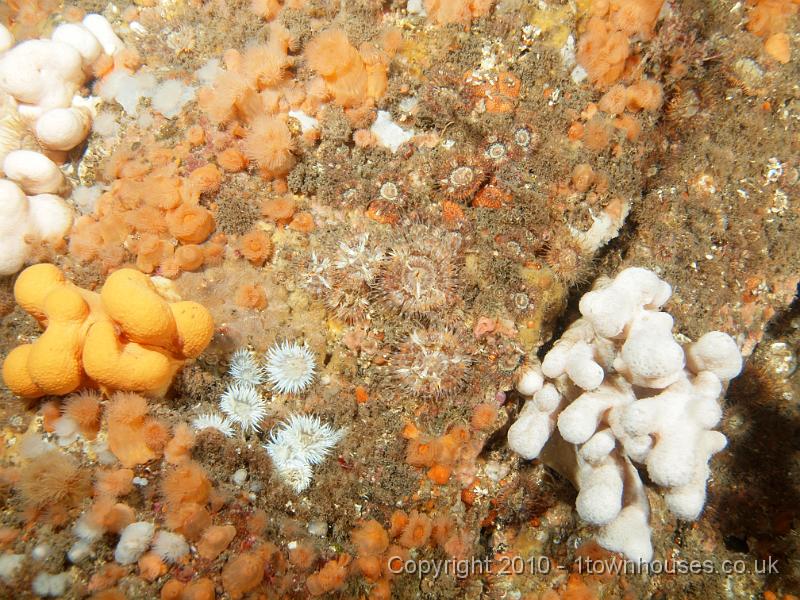 PS283141.jpg - Plumose anemones - Metridium senile - Dead mens fingers - Alcyonium digitatum - and Elegant anemones - Sargatia elegans