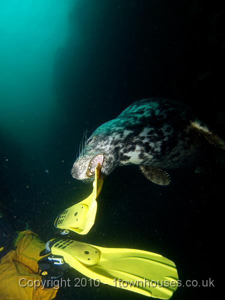 PS283146.jpg - Common seal - Phoca vitulina
