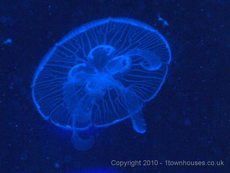 PA015032.jpg - A Moon jelly - Aurelia aurita - at The Deep in Hull
