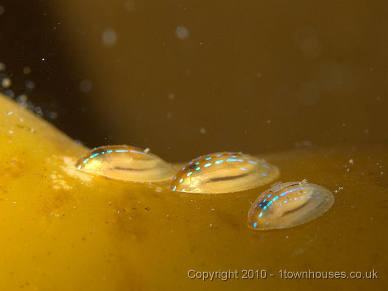 P9295081.jpg - Blue rayed limpets - Helcion pellucidum