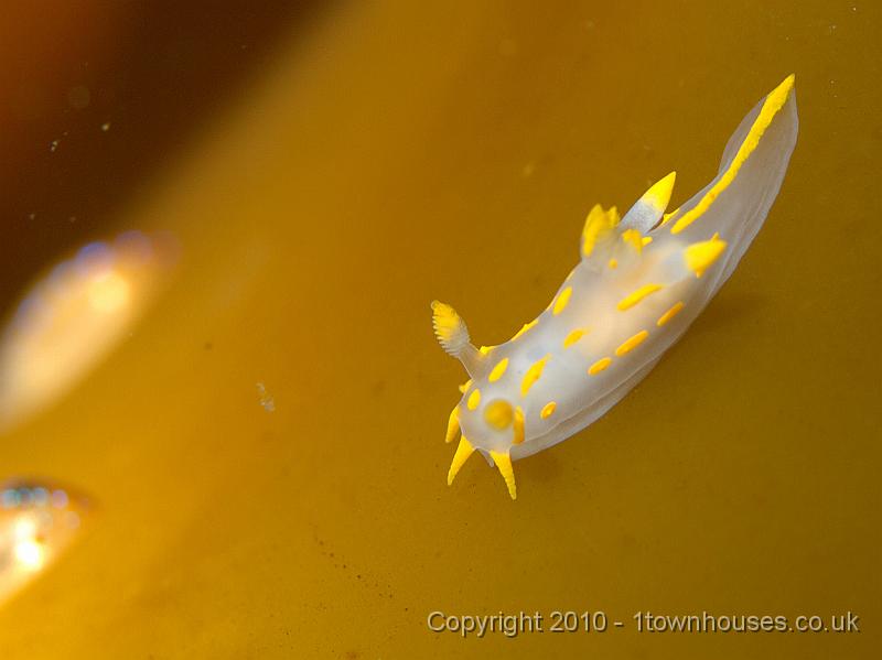 P9295083.jpg - A sea slug - Polycera quadrilineata