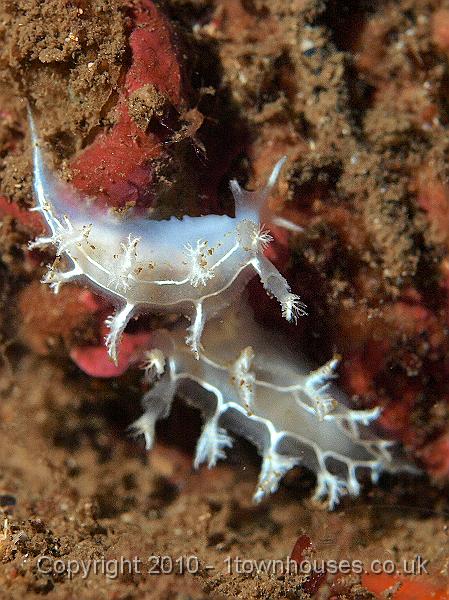 P9295093.jpg - Two sea slugs - Tritonia lineata