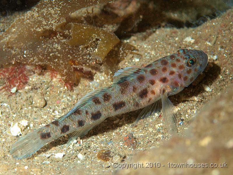 P9295095.jpg - Leopard goby - Thorogobius ephippiatus