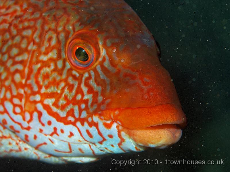 P9295104.jpg - Ballan wrasse - Labrus bergylta